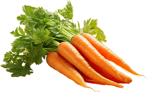 Havuç